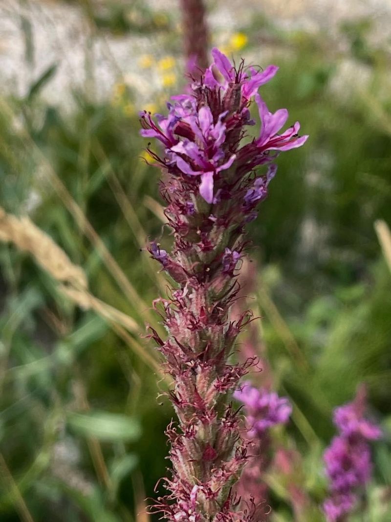 Purple Loosestrife