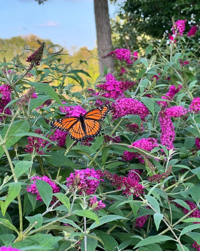 Butterfly Bush