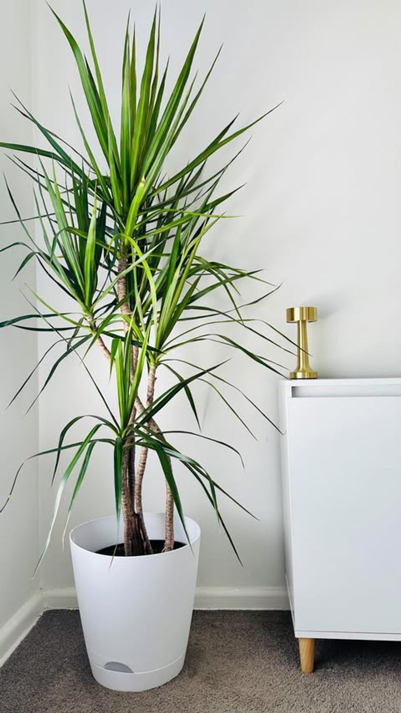 Dracaena (Dracaena marginata)