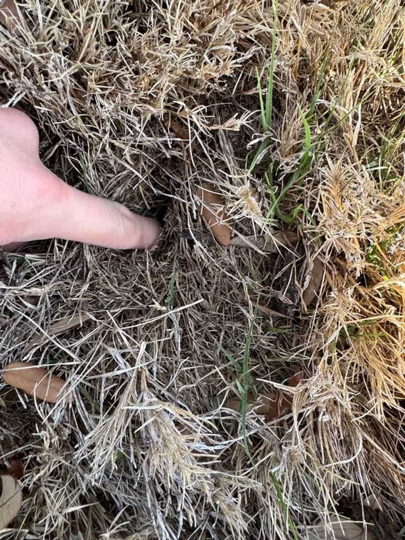 Reduces Thatch Buildup