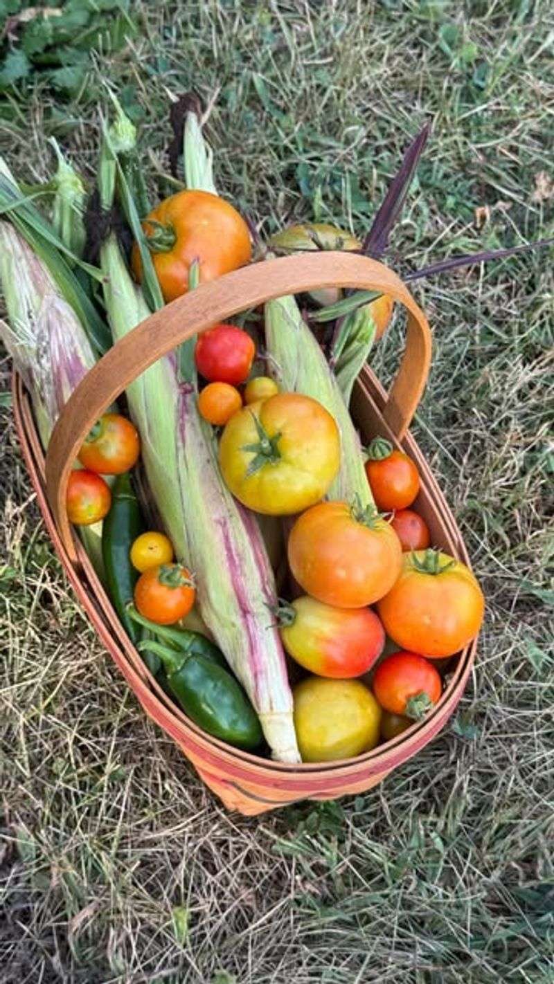 Harvest Everything Ripe (Even If Slightly Early)