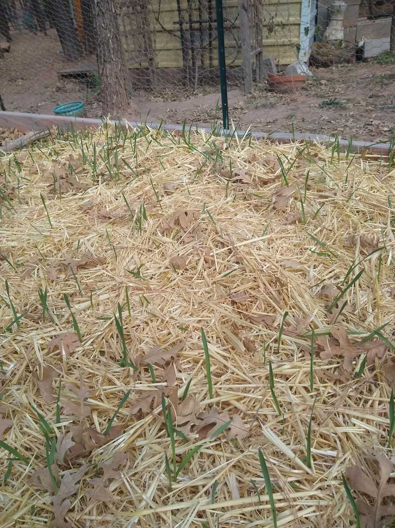 Add a Thin Layer of Mulch