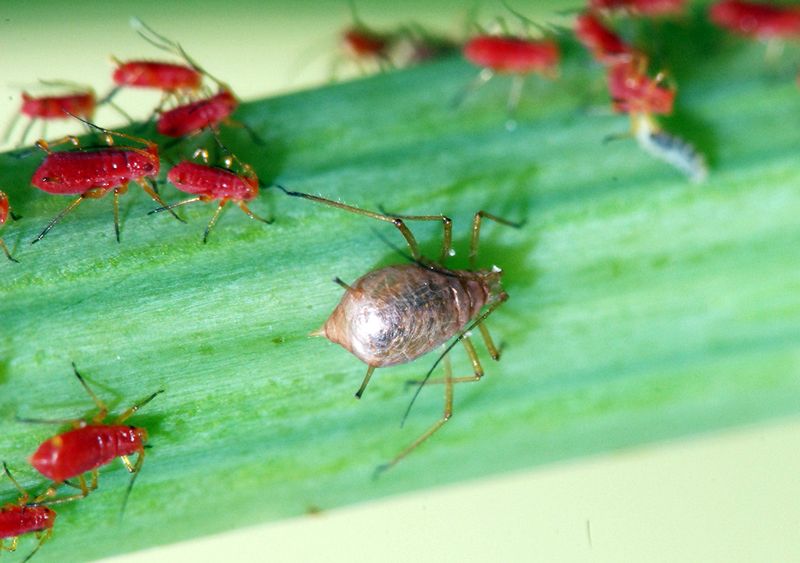 Monitor for Pests and Diseases