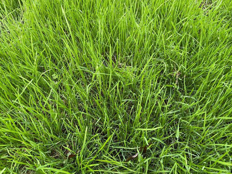 Root Development Effects