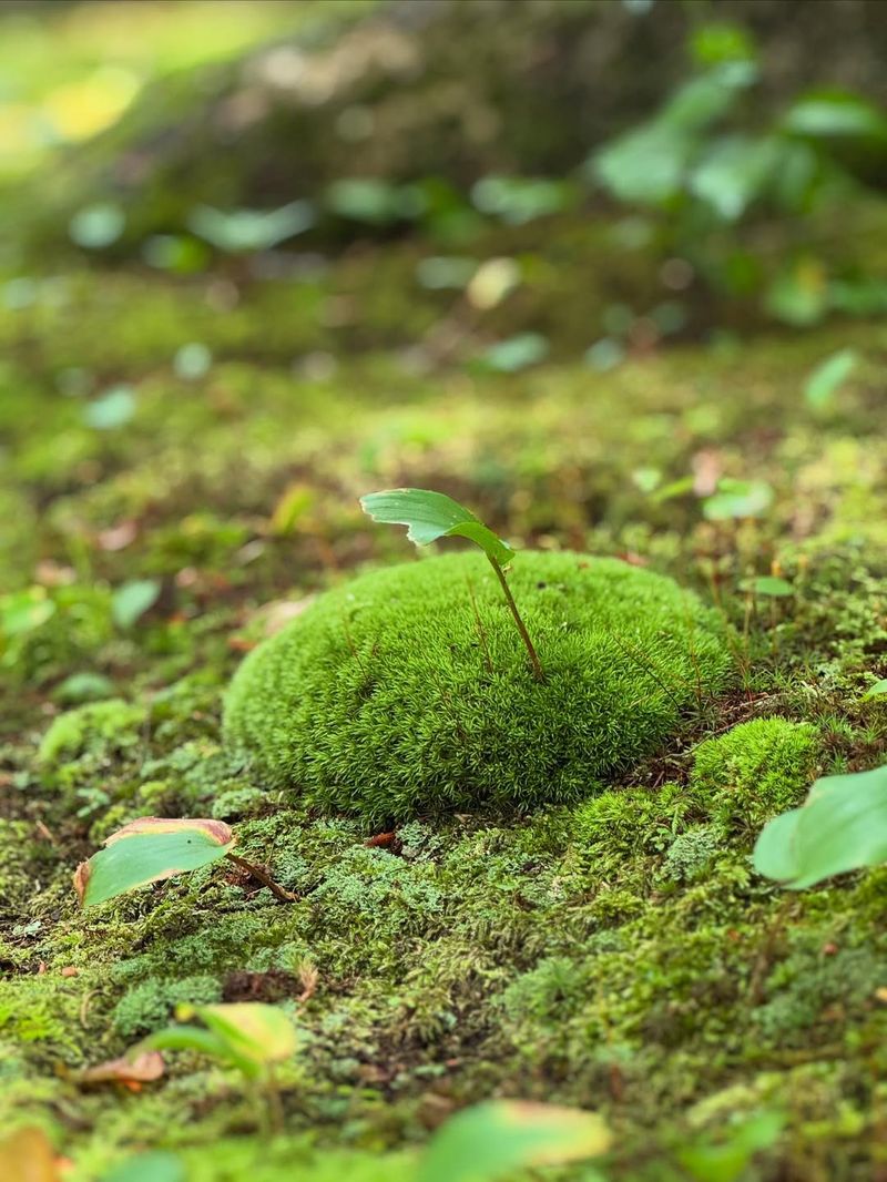Moss