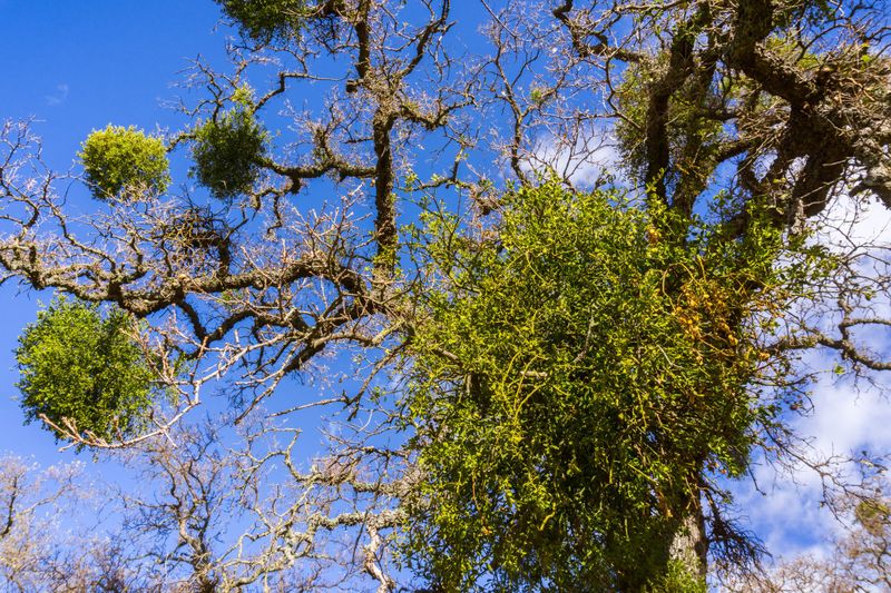 Mistletoe Creates Convincing Clusters