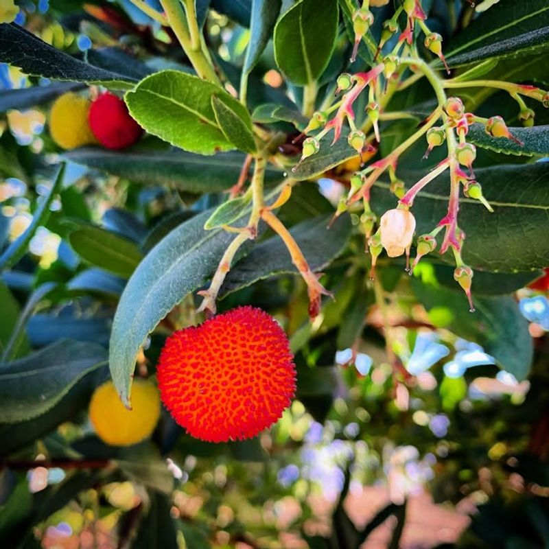 Strawberry Tree (Arbutus unedo)
