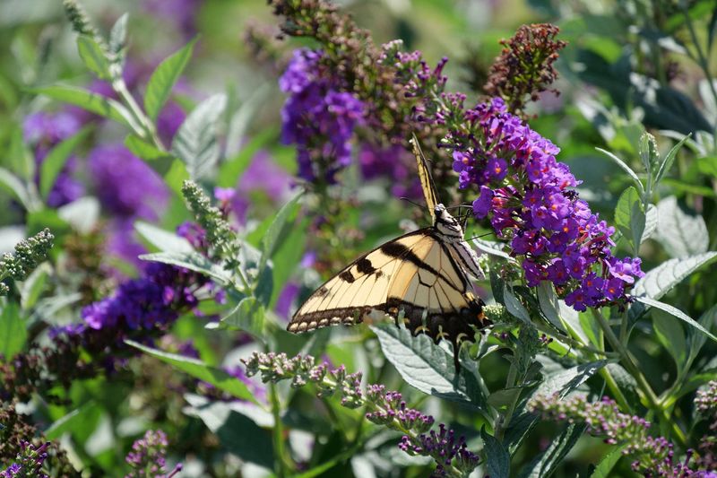 Butterfly Junk Food Problem