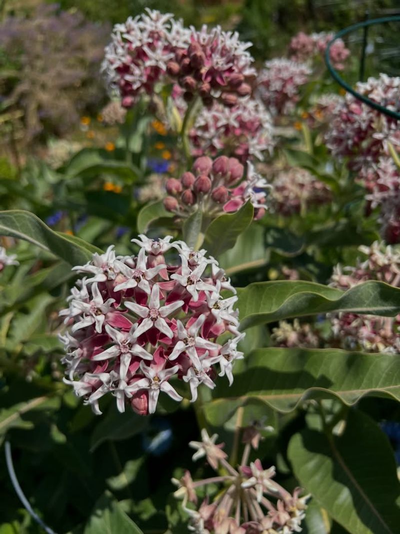 Grows Best In Full Sun Locations