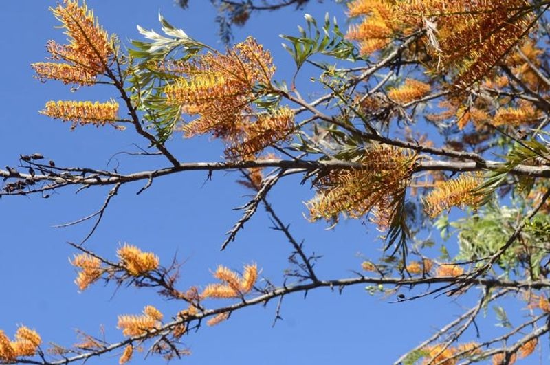 Silk Oak