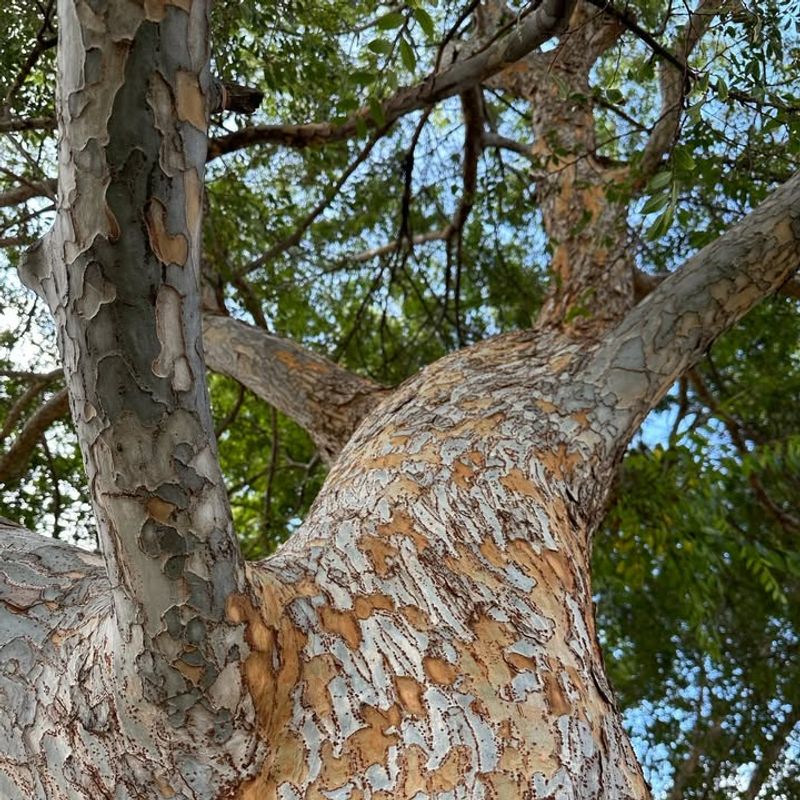 Chinese Elm (Diseased)