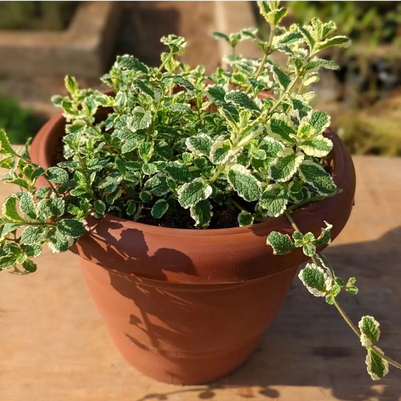 Mint Varieties