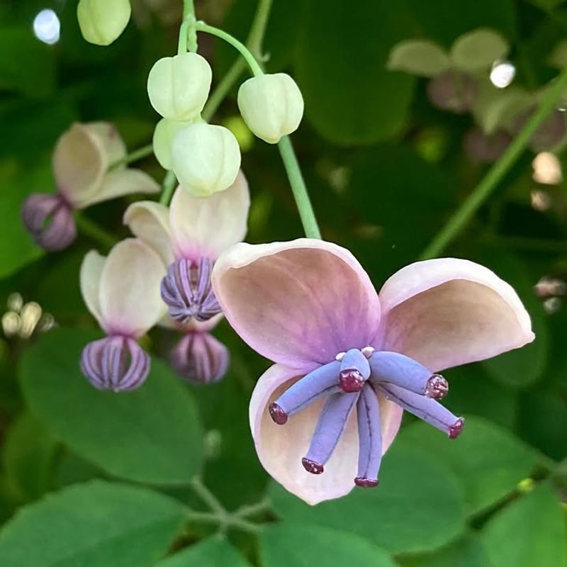 Chocolate Vine: Unusual Fruits And Flowers