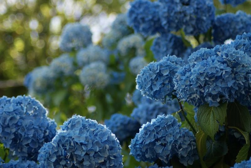 Hydrangeas (With Caution)