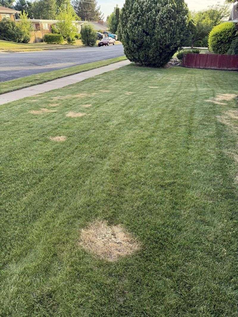 Applying Weed Killers Incorrectly