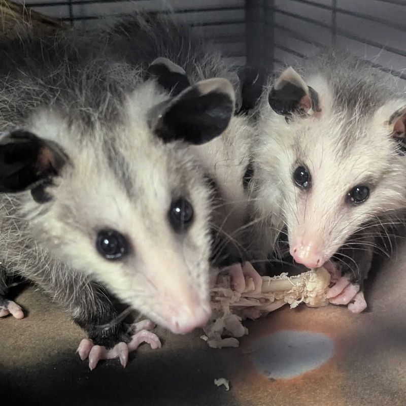 Possums Are Immune To Many Snake Venoms