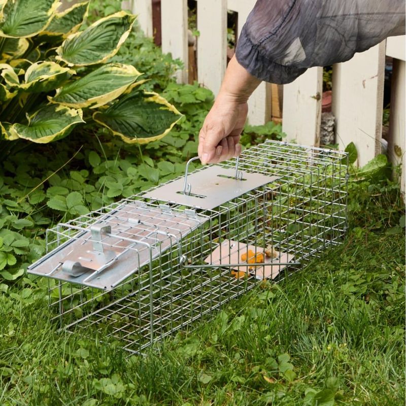 DIY Removal Often Makes Things Worse