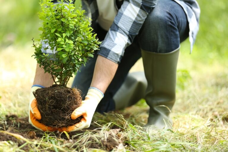 gardener plants a fruit tree