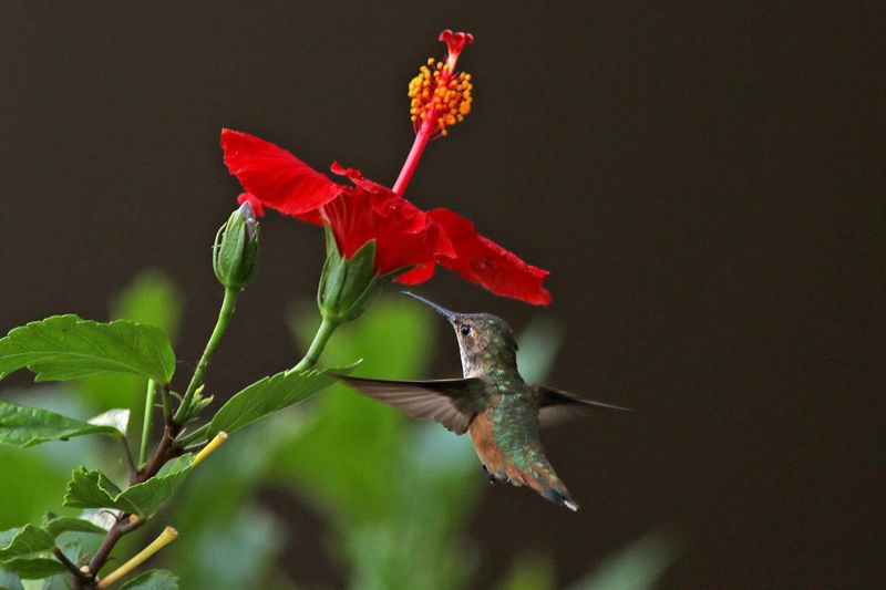 High Nectar Production Fuels Long Migration Journeys