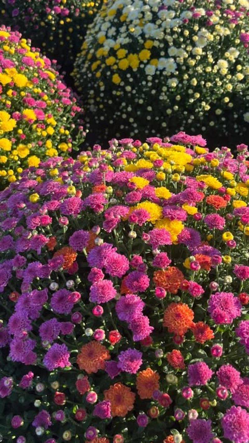 Preparing Mums For Pennsylvania's Cold Nights
