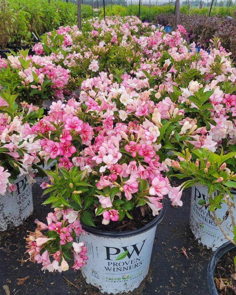 Thrives in Florida's Warm Climate