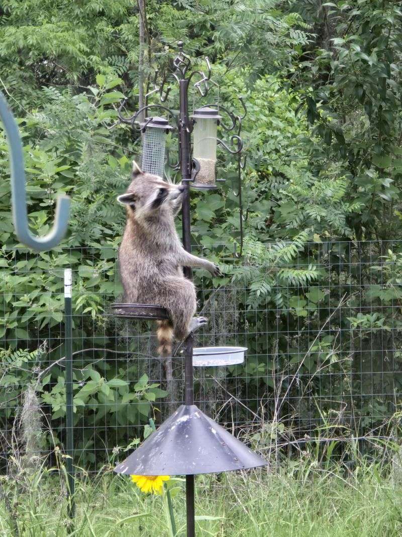 Attracting Unwanted Wildlife