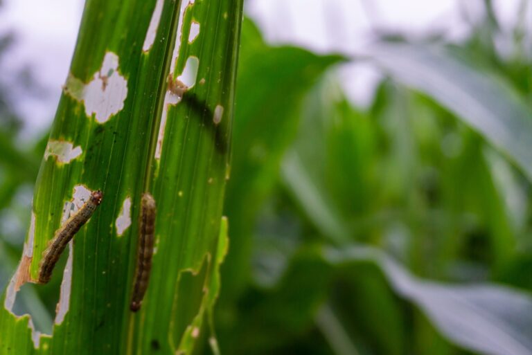 corn leaf damaged by fall armyworm