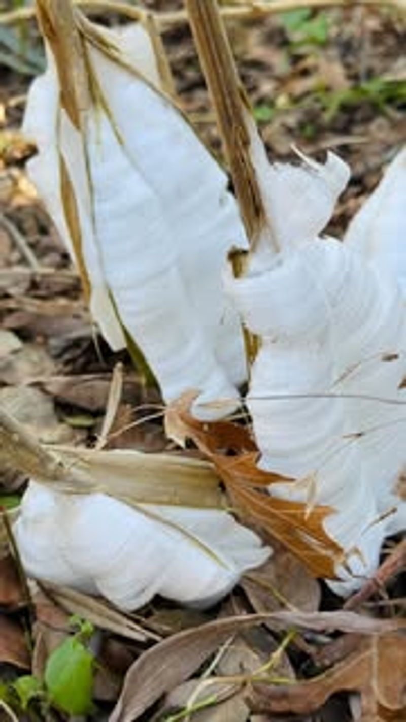 Frostweed