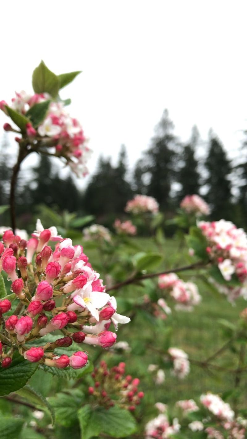 Low Maintenance Means More Time To Enjoy Your Garden