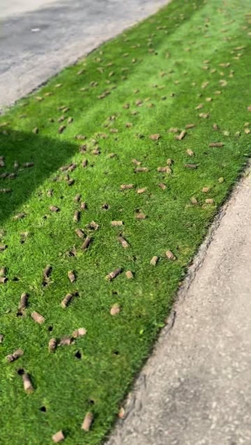 Lawn Care Can Wait Until Spring