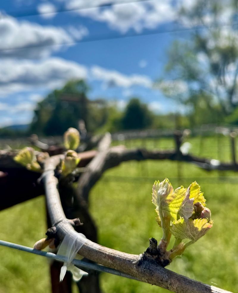 Avoid Spring Planting After Bud Break