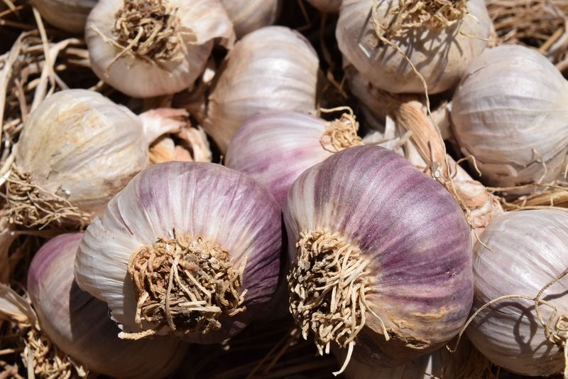 Fewer Pests Bother Fall-Planted Garlic