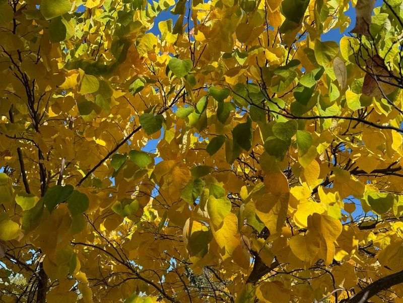 Branch Structure Offers Wind Protection