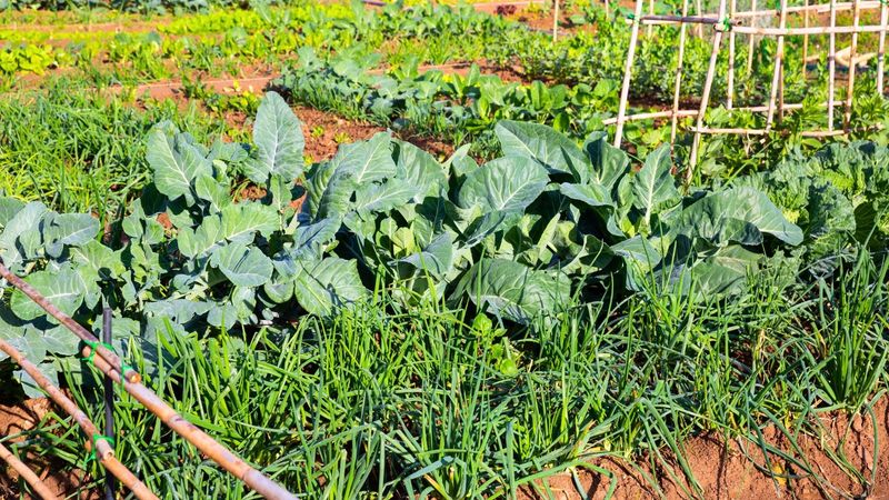 Fewer Pests Bother Fall Crops
