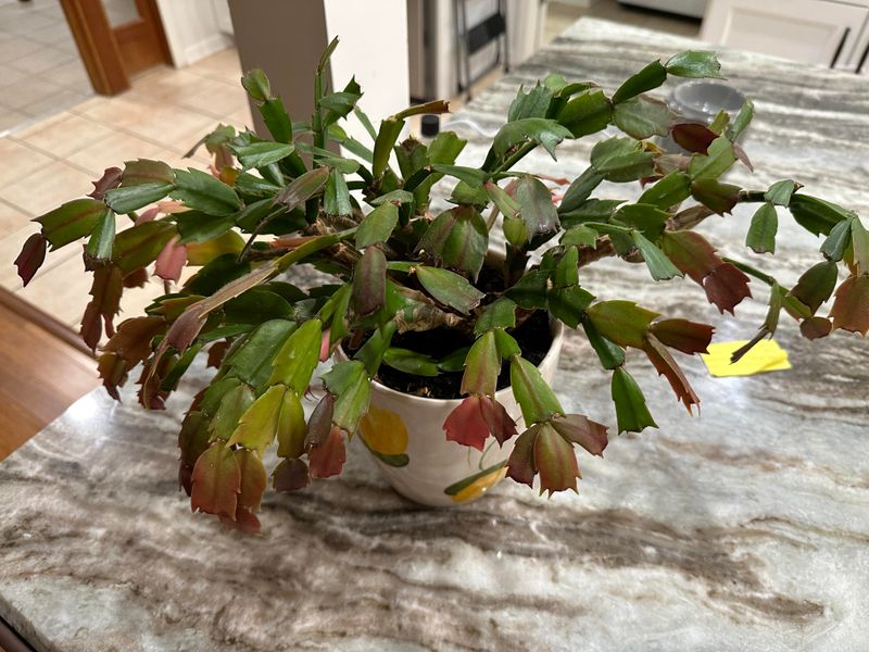 Trigger Blooms With Darkness