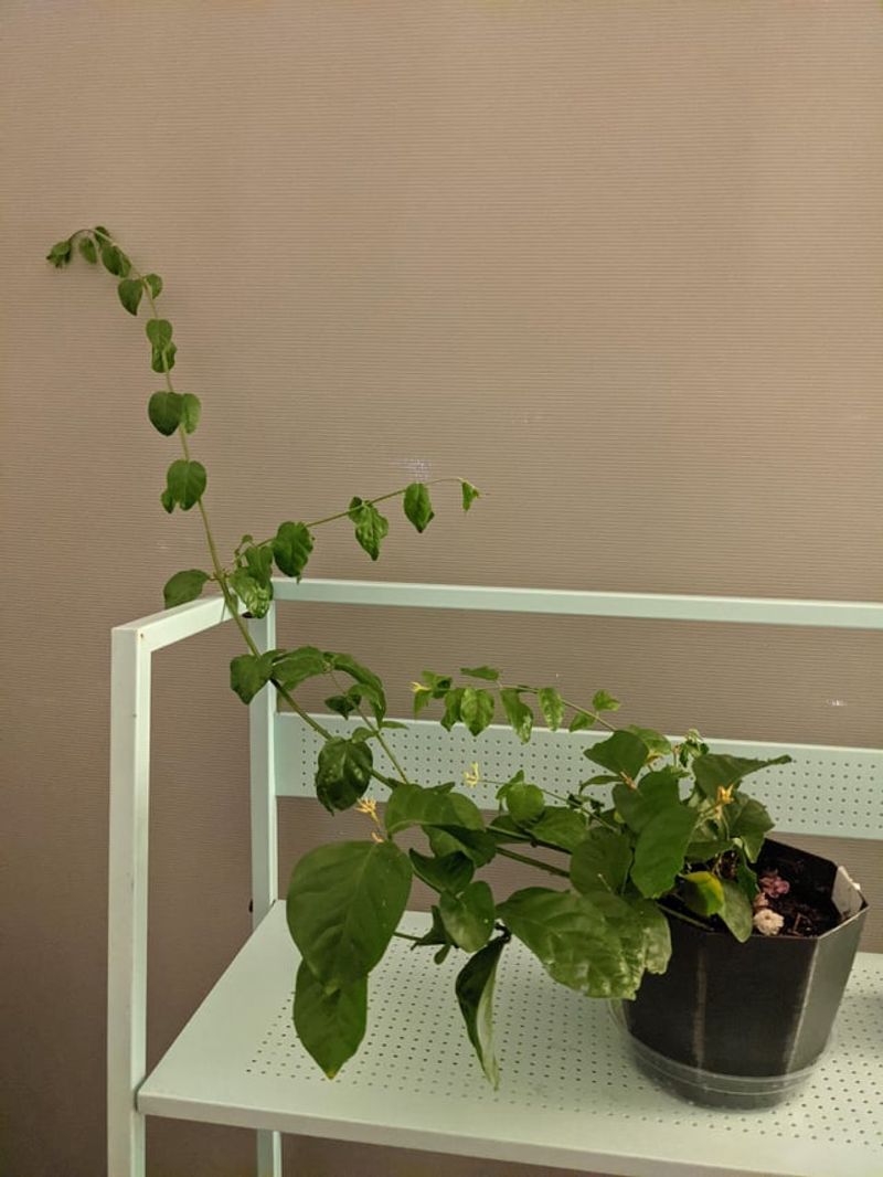 Prune To Encourage Bushy Growth