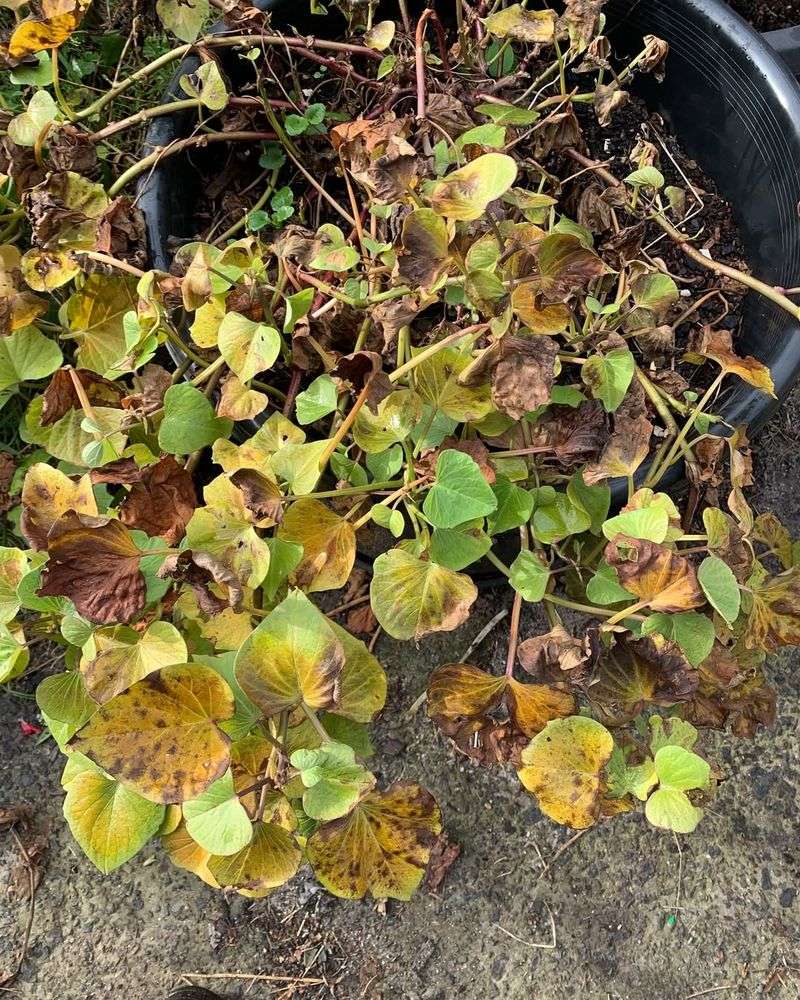 Harvest When Leaves Begin to Yellow