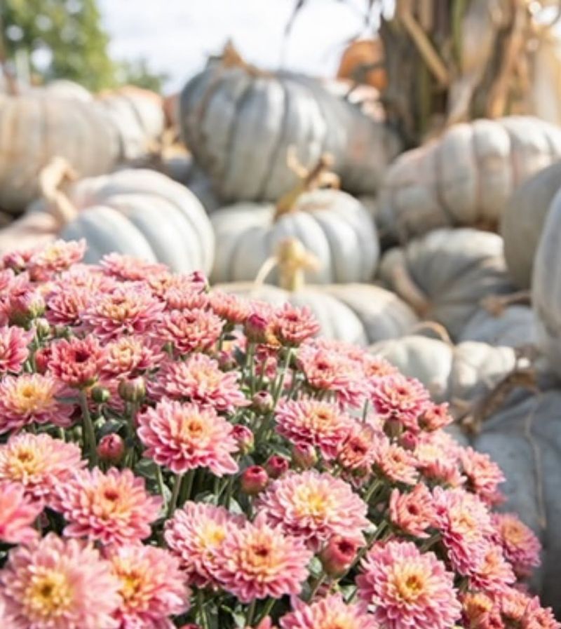 Deadhead Spent Blooms Regularly