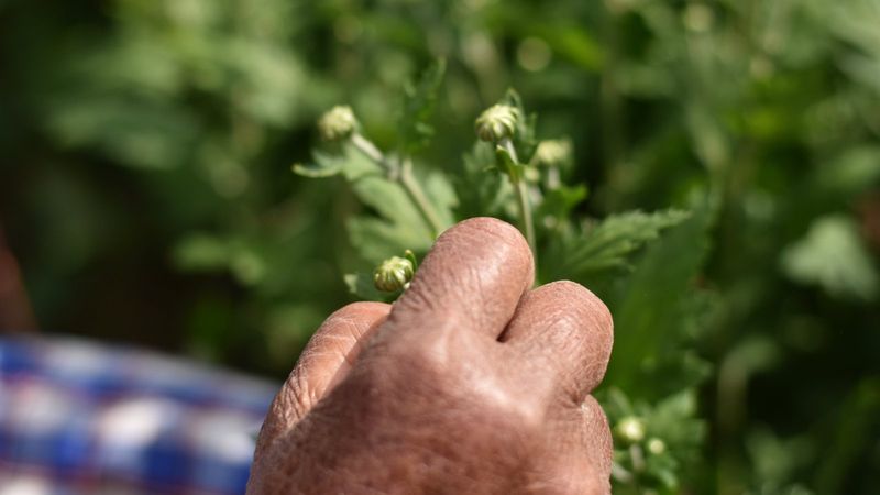 Pinch And Prune Wisely For Stronger Growth