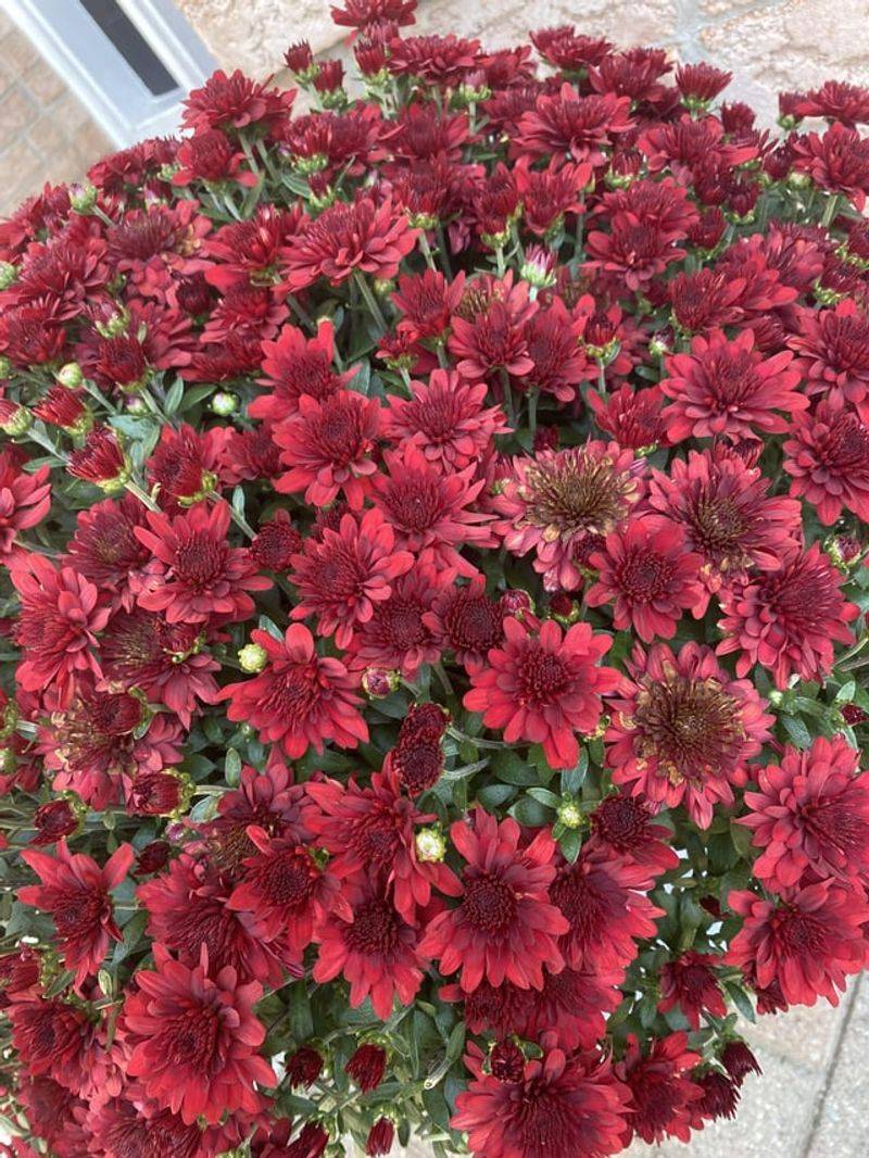 Deadhead Spent Blooms Regularly