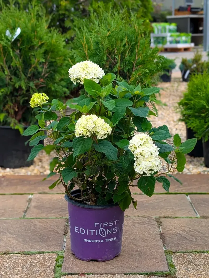 Select Cold-Hardy Varieties Wisely
