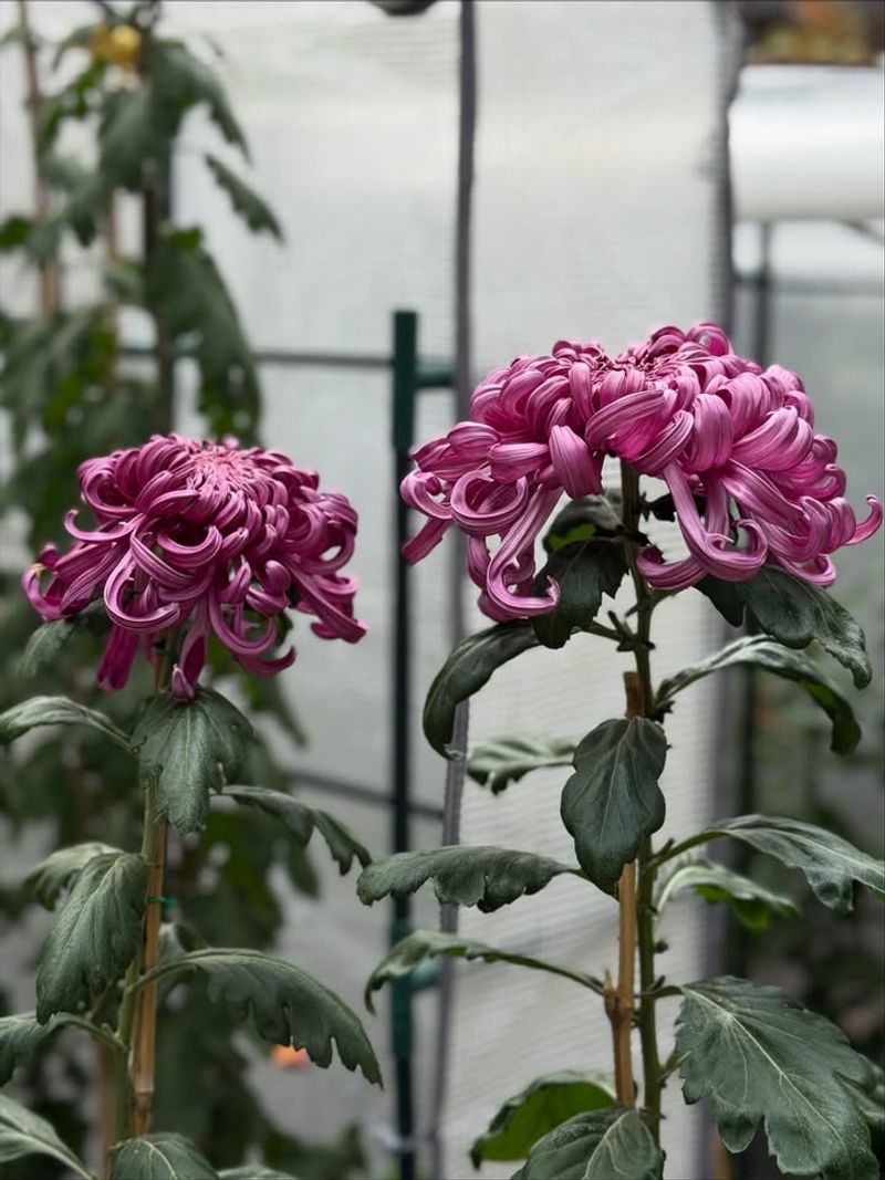 Protect Plants From Harsh Desert Winds