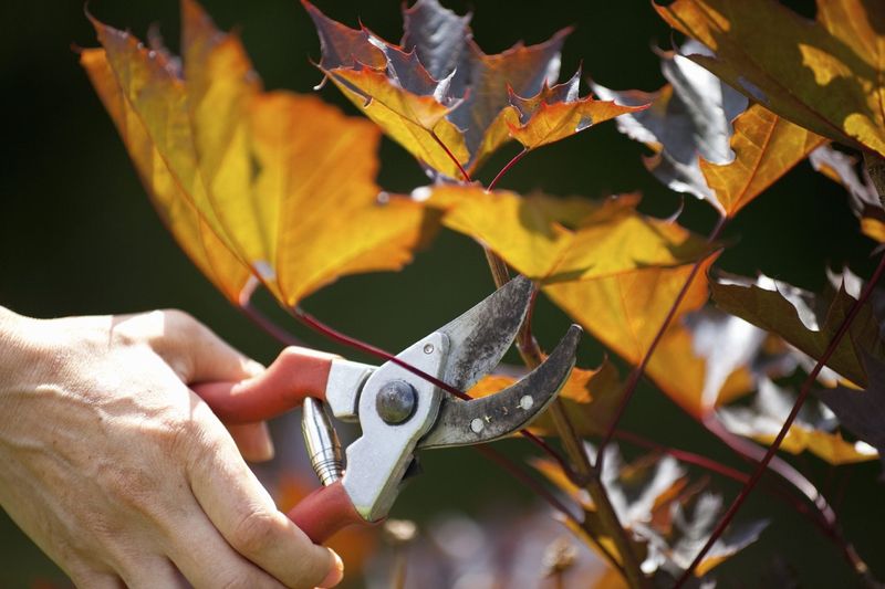 Prune With Purpose