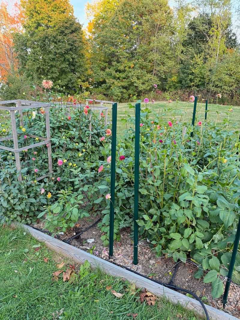 Stake Plants Before They Need It