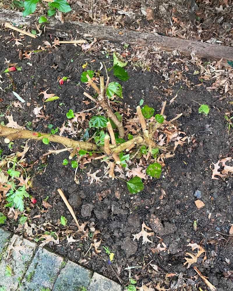 Prune Away Dead Or Damaged Growth