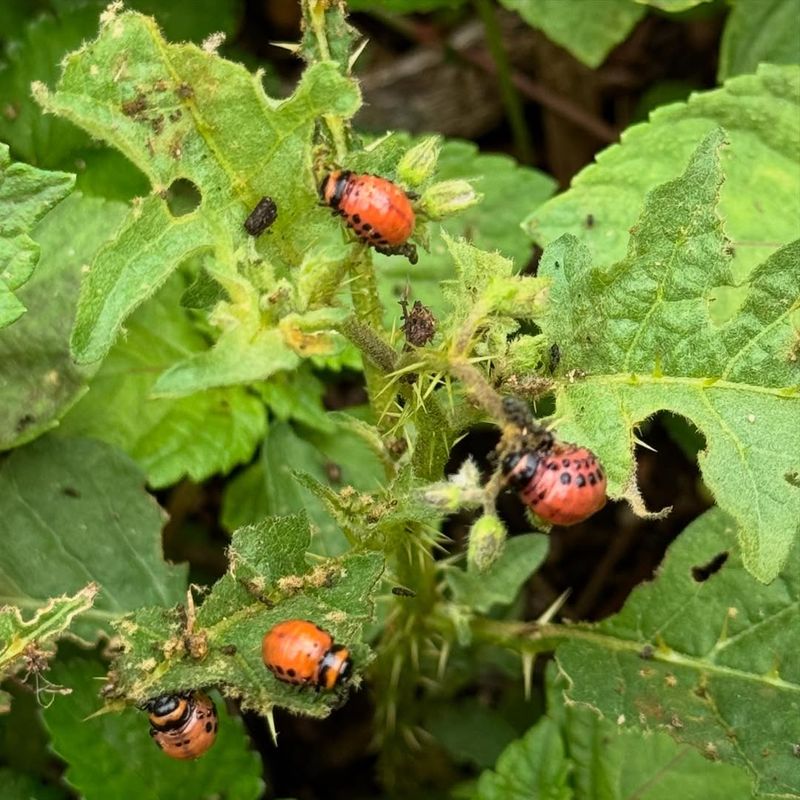 Watch For Common Pests And Diseases