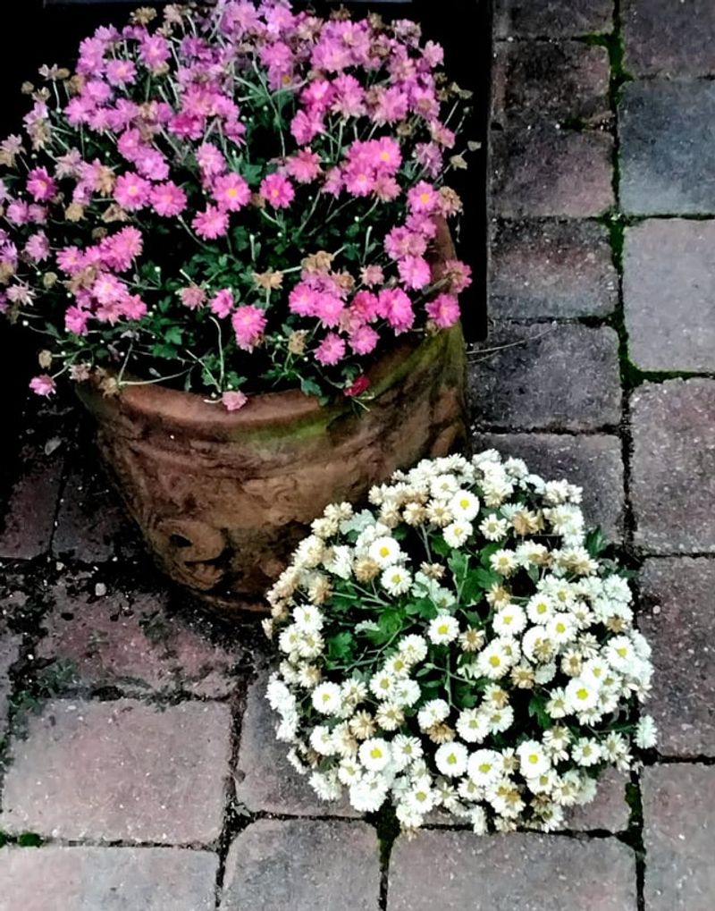 Deadhead Spent Blooms Regularly