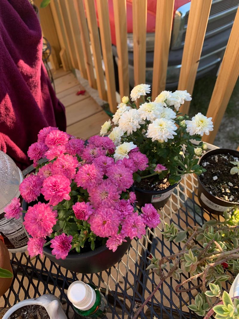 Move Potted Mums to Shelter
