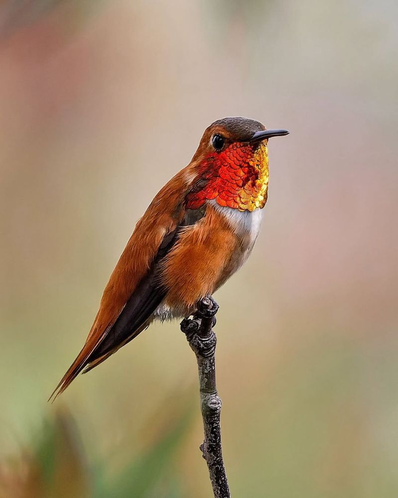Rare Winter Visitors Might Change Your Plans