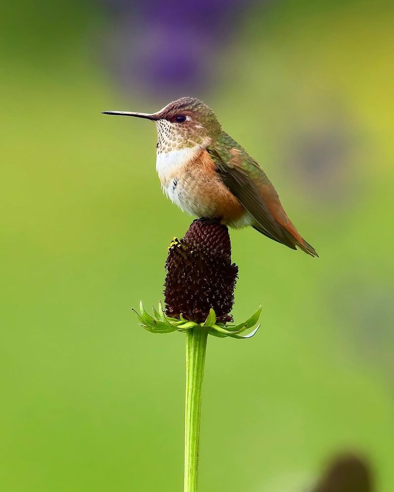 Migrating Species Pass Through California